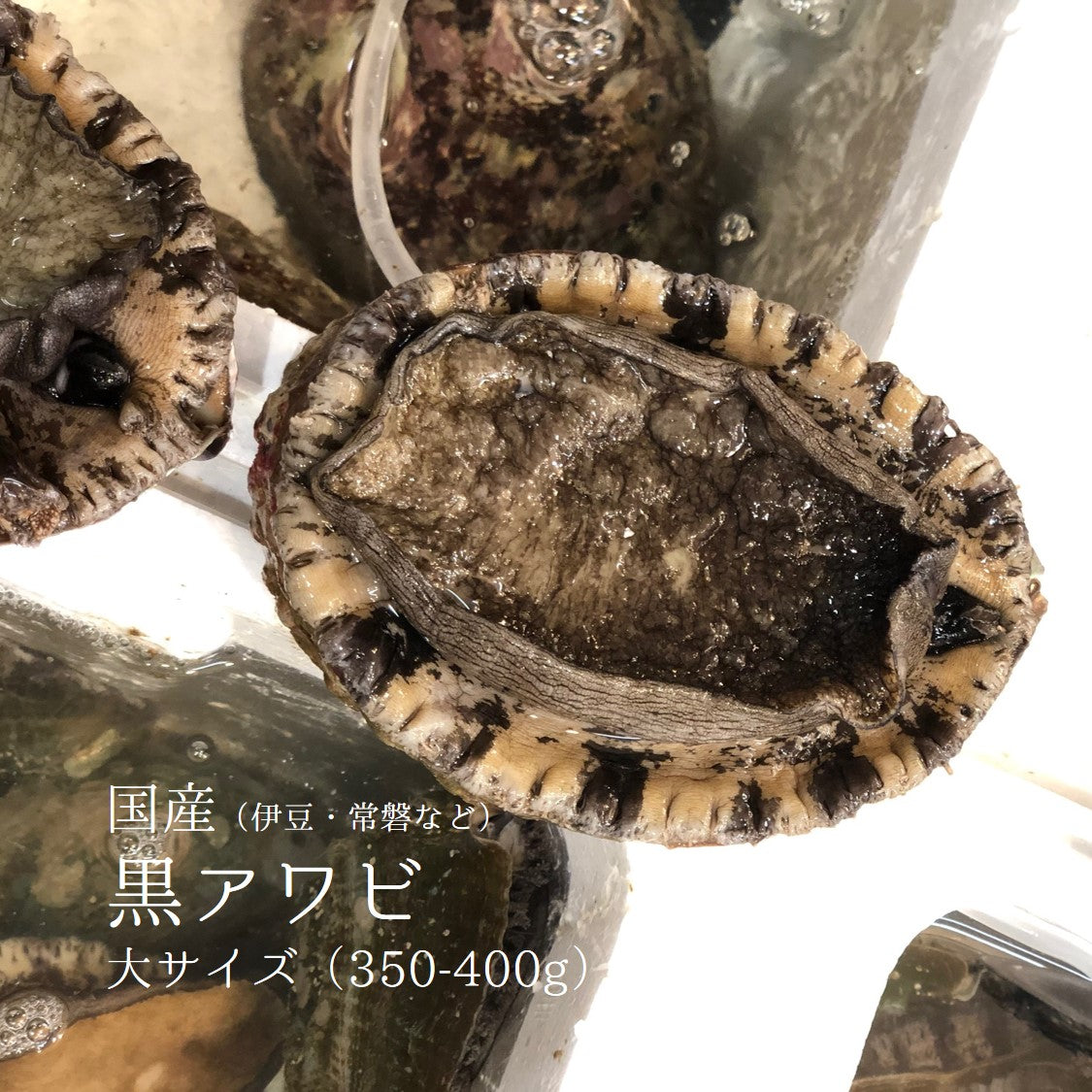 大千 極上 生ウニ 並び 250g 青森県大間産ムラサキウニ（白ウニ