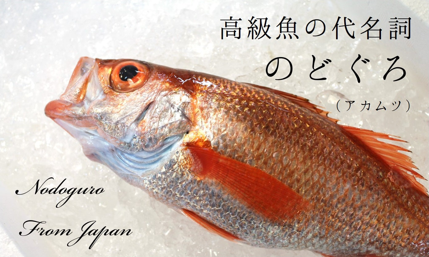 生 のどぐろ 喉黒 赤むつ 特大サイズ 豊洲直送 特大約700 800g 日本海産 鳥取 山口 島根他 アカムツ ギフト 鮮魚 刺身 ノド 豊洲おかわり鮮魚店