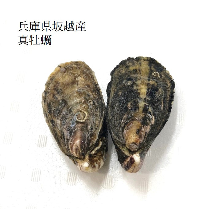 最大66 オフ 国産 特大 天然 活 房州黒アワビ 1kg 1個あたり約0g アワビ あわび バーベキュー 貝 Fucoa Cl