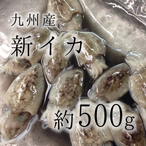 鮮魚通販 豊洲 Okawari 鮮魚店 新イカ 鹿児島 熊本産 他 約500g スミイカの子供 墨烏賊 甲イカの子供 新イカ500g 冷蔵 豊洲直送 豊洲おかわり鮮魚店