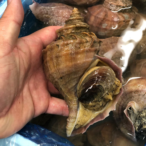 活けの殻付き真ツブ貝 北海道産 大サイズ 約250 300g 個 豊洲直送 高級貝類 つぶ貝 粒貝 ツブガイ250 300g 冷蔵 豊洲おかわり鮮魚店