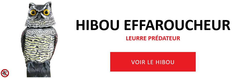 Voir le hibou effaroucheur