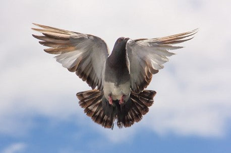 Comment se débarrasser des pigeons naturellement.