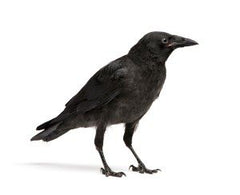Pourquoi les corbeaux sont-ils autant détestés ?