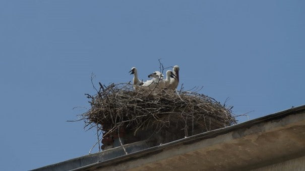 Comment empêcher les pigeons de nicher sous les toits