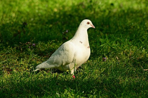 Le pigeon blanc.