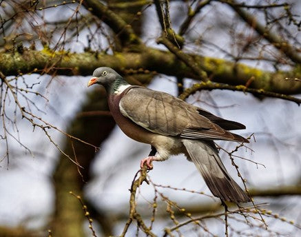 Pigeon dans un arbre.