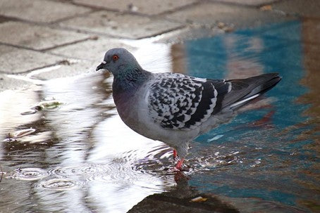 Comment faire fuir les pigeons - Filets, pics et accessoires indispensables  - Maillestore
