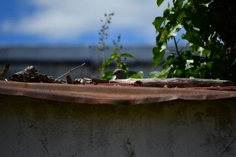 Pigeon sur le toit d'une grange.