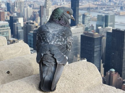 Balcon, toit, jardin… Comment éloigner les pigeons ?