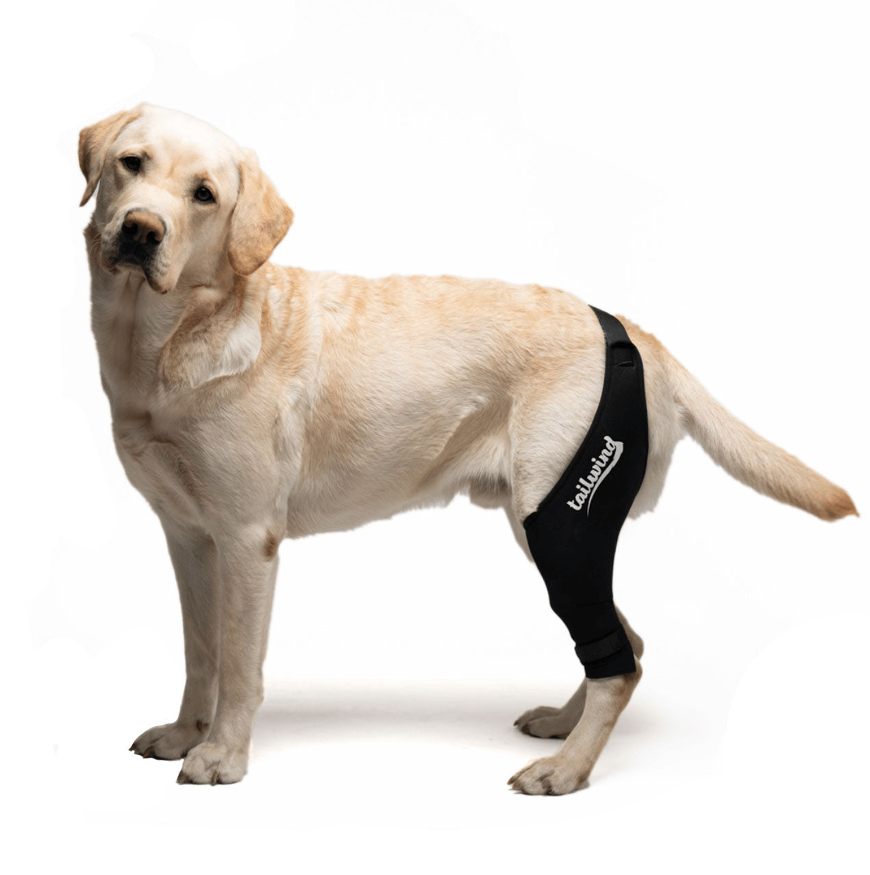 Luxating Patella - Will A Dog Brace Work Laveen Veterinary Center -  Veterinarian in Laveen, AZ