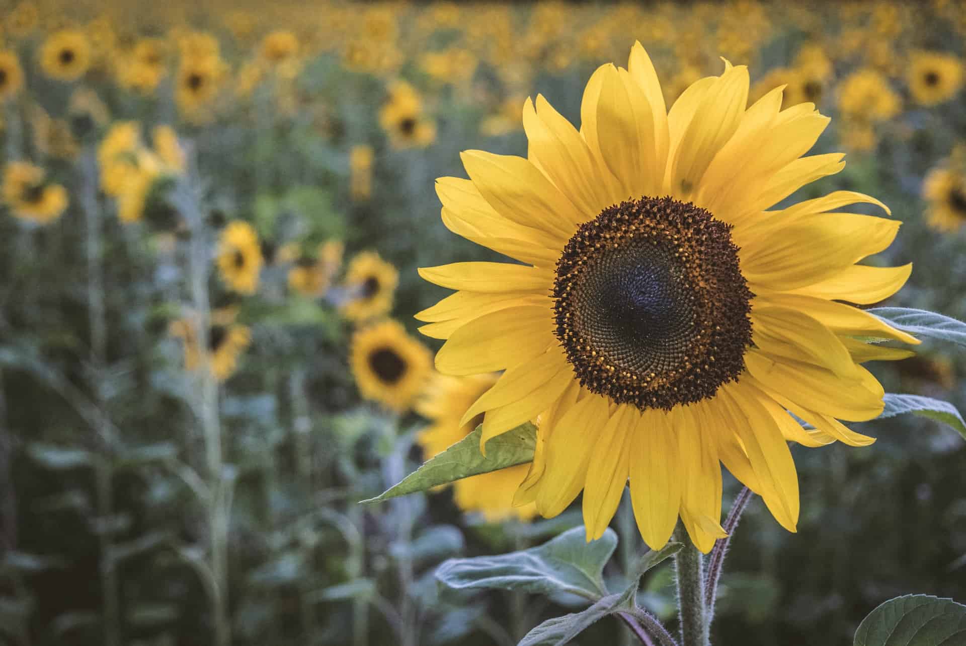 sunflower