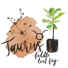 taurus fiddle leaf fig houseplant 