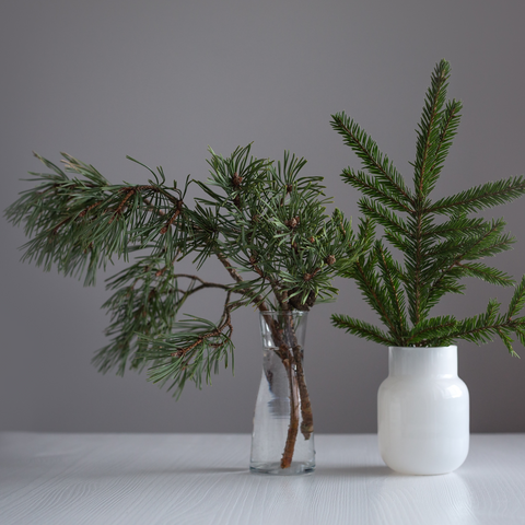 Evergreens in vases