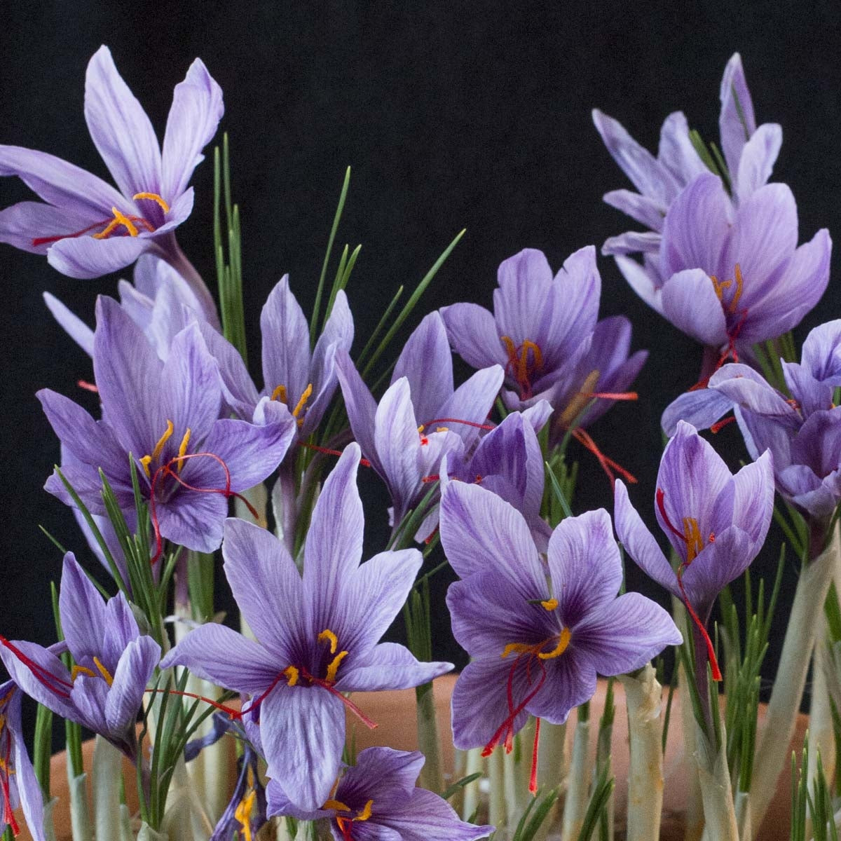 Tom Audreath In de naam aanraken Crocus sativus 'Saffraan Crocus' | per 25 stuks van Fluwel