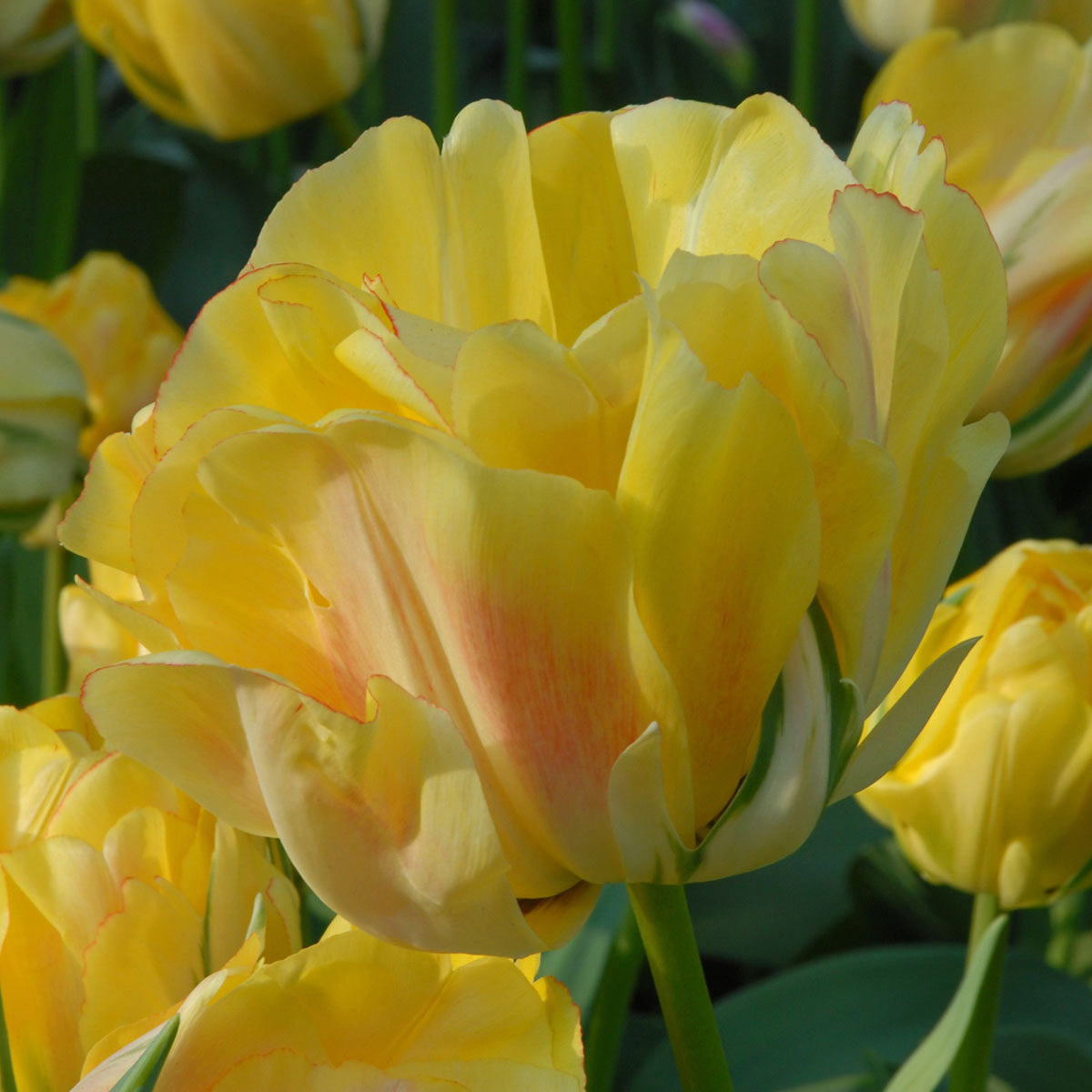 Bediening mogelijk Blaast op Smaak Tulpen: tulpenbollen kopen - Fluwel