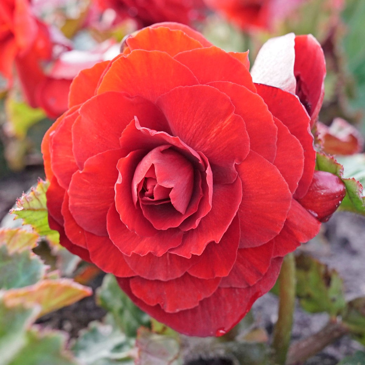 Begonia Roseform Red