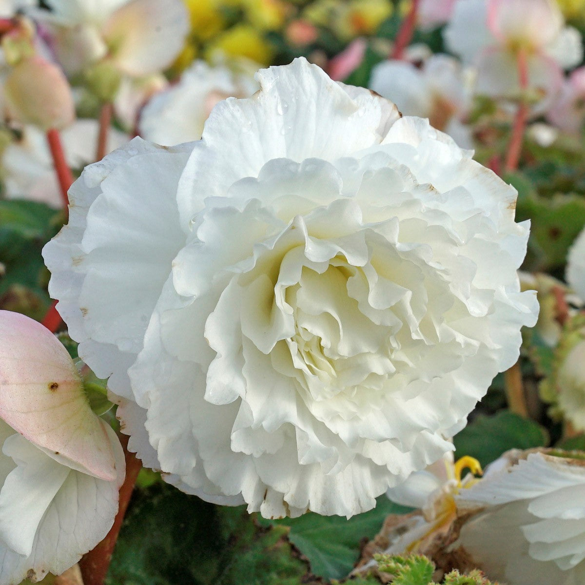 Begonia Ruffled White