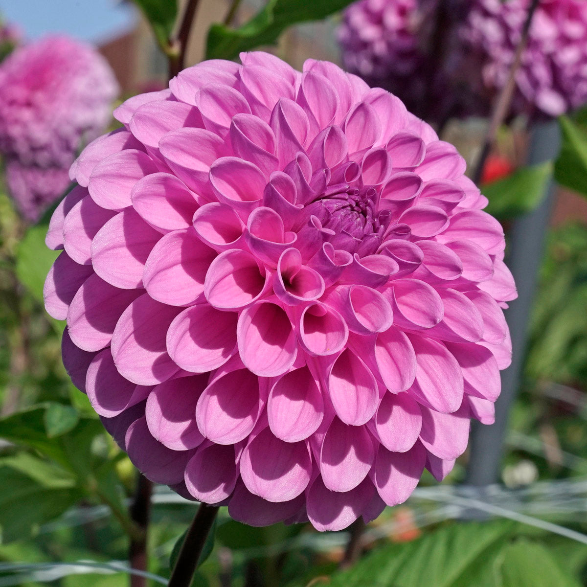 Dahlia Robann Regal