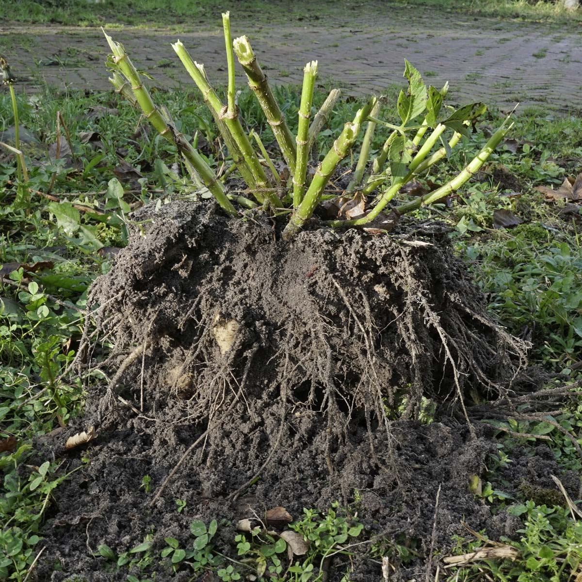 Dahlia knol uit de grond