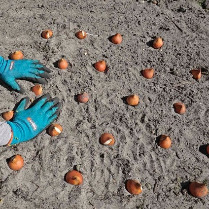 Tulpenbollen planten afstand