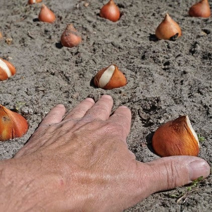 Tulpenbollen planten