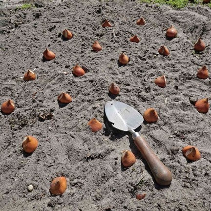 Tulpenbollen planten