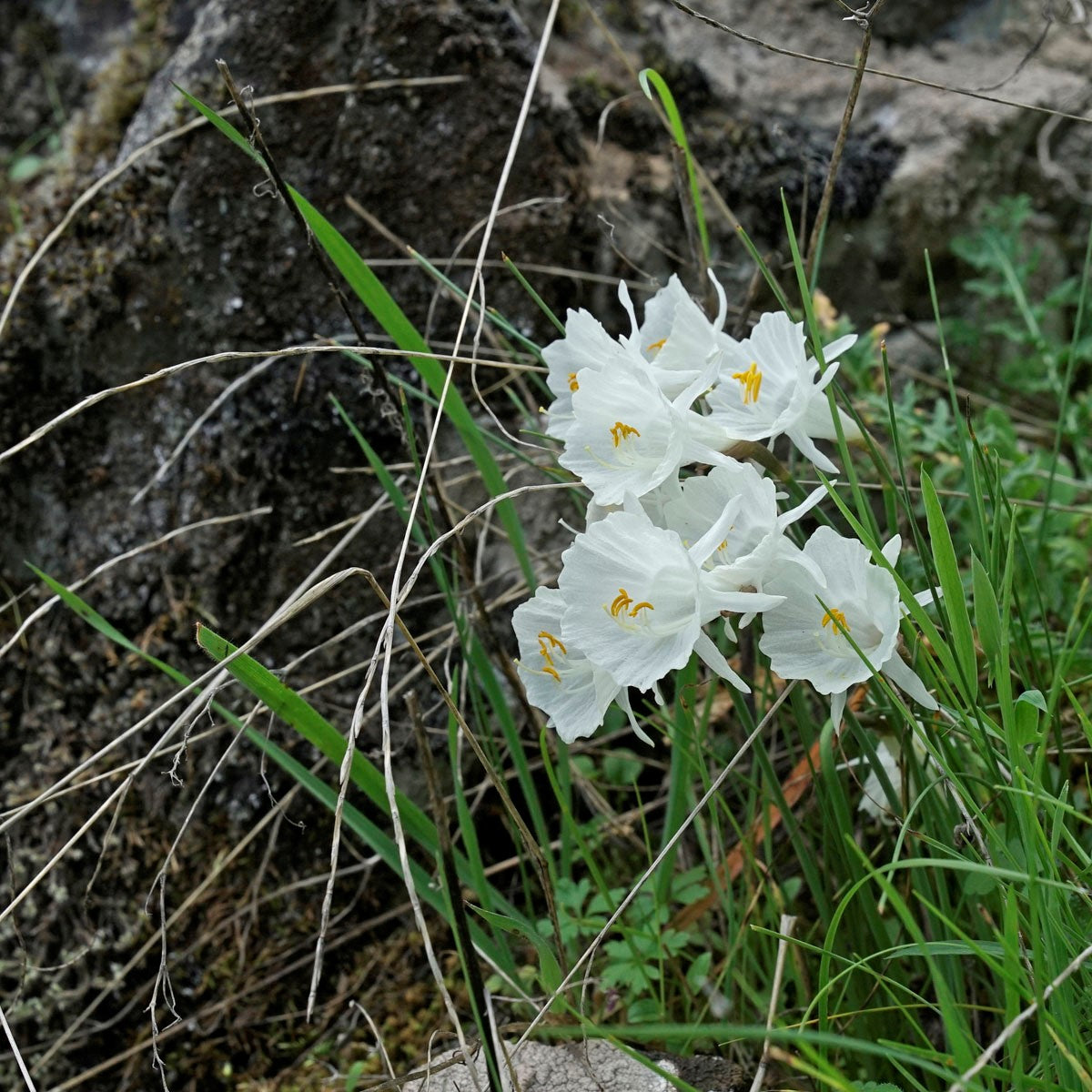 wilde narcis