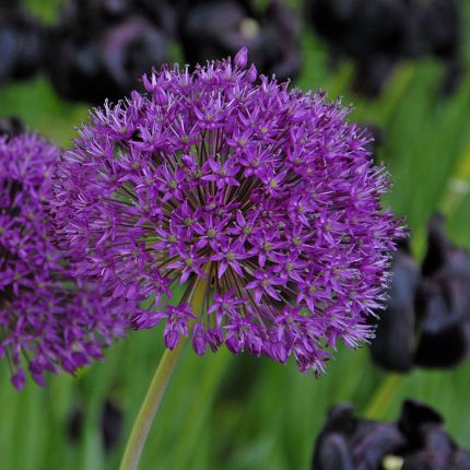 Allium bloembollen