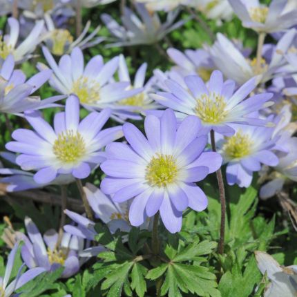 Anemone bloembollen