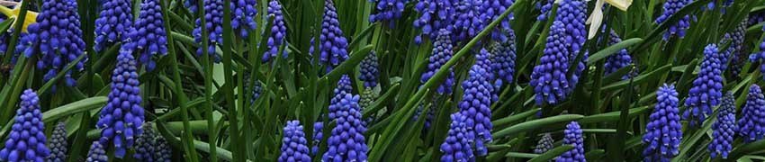 Blauwe druifjes planten