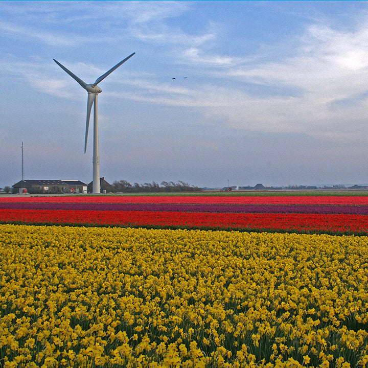 Bloembollen in Nederland