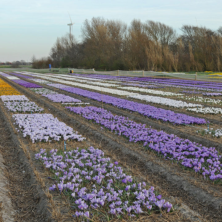 Via onze webshop kunt u de bloembollen rechtstreeks bestellen