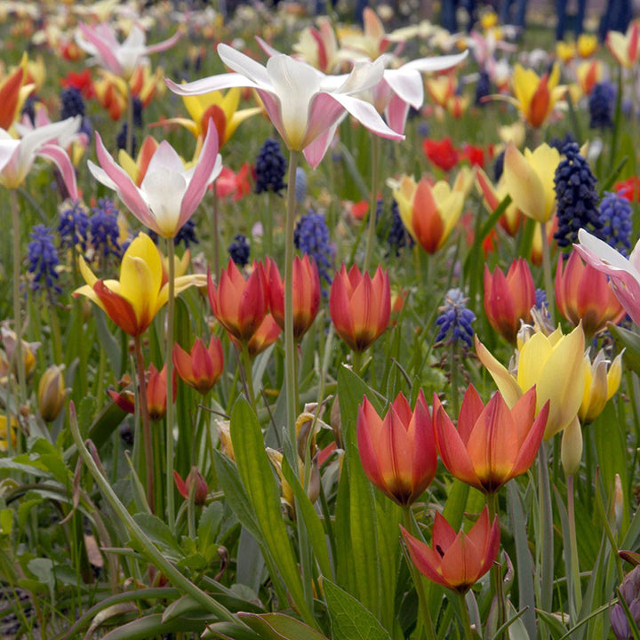 Bloembollenhypes na de tulpenmanie