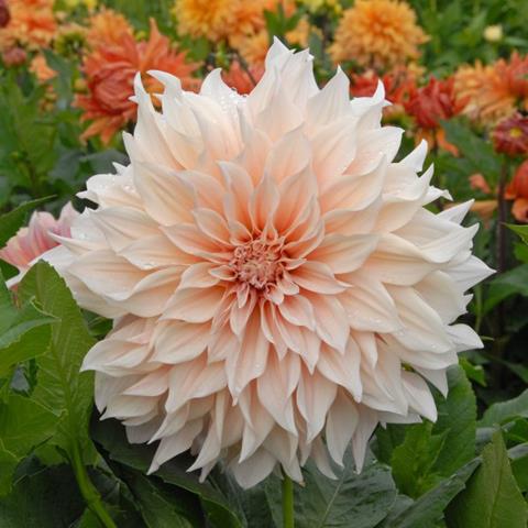 Dahlia