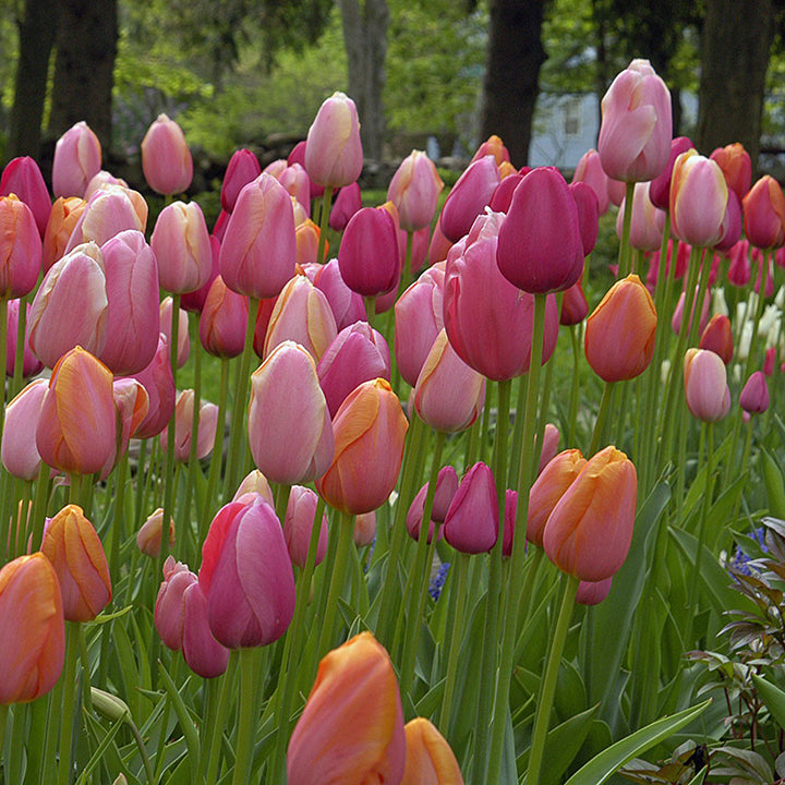 Darwintulpen: een revolutie