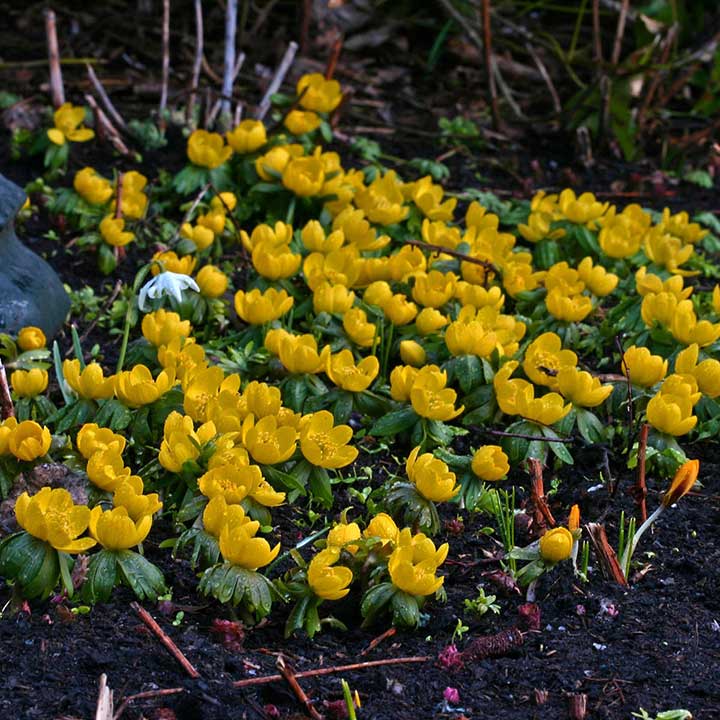 Eranthis verzorgen