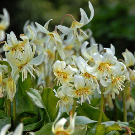 Erythronium