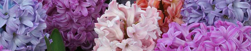 Hyacinten planten