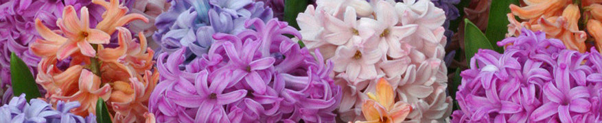 kennis Hub Typisch Hyacintenbollen