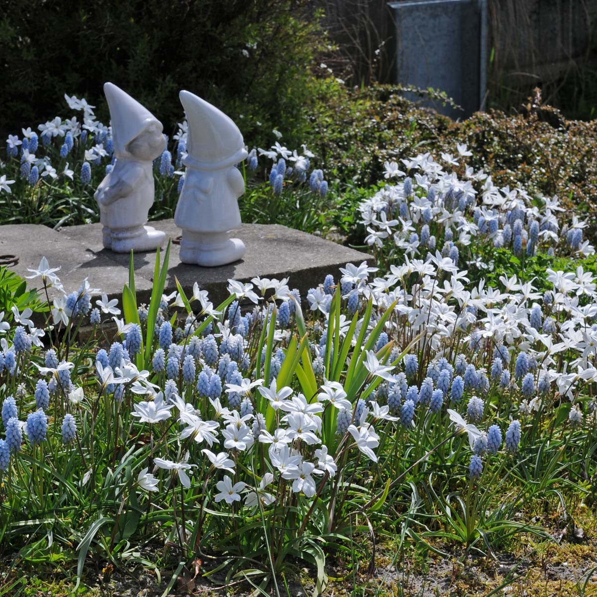 Ipheion en Muscari