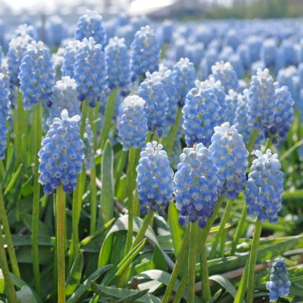 Muscari