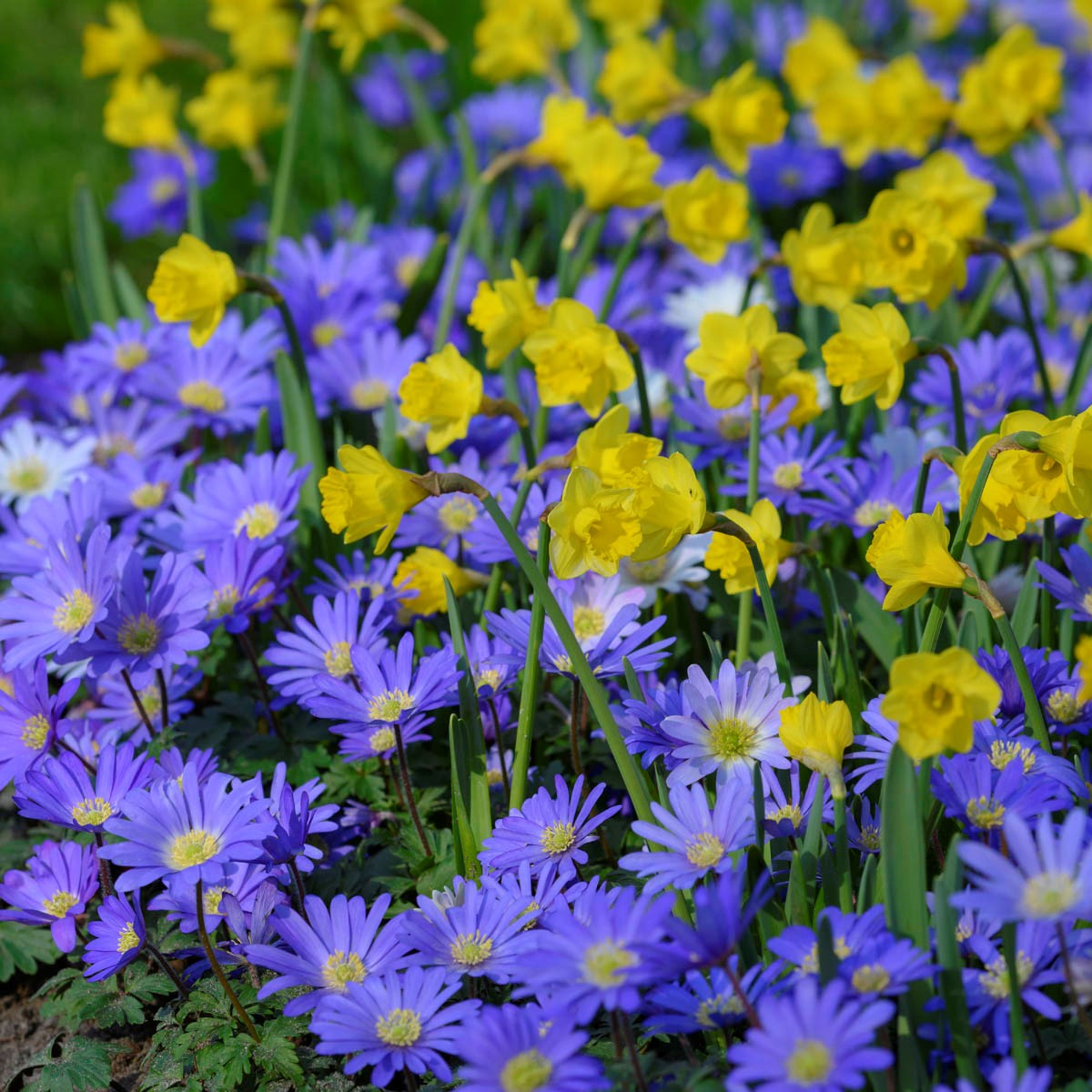 Narcis en Anemone blanda