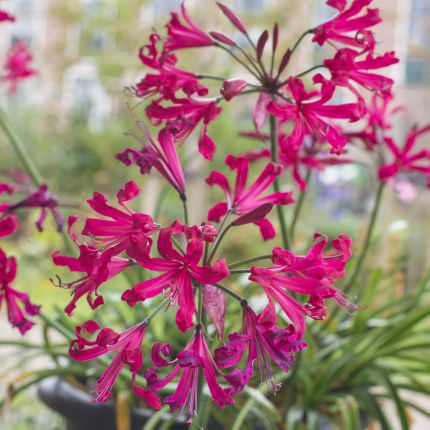 Nerine