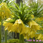 Planttip Fritillaria imperialis