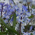 Planttip Chionodaxa (Sneeuwroem)