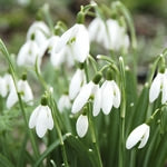 Planttip Galanthus