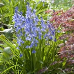 Planttip Hyacinthoides