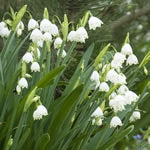 Planttip Leucojum