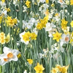 Planttip Narcissen